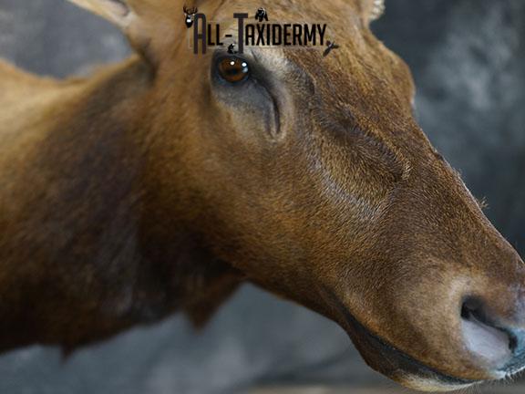 7x6 Elk taxidermy shoulder mount SKU 2333 - Image 5