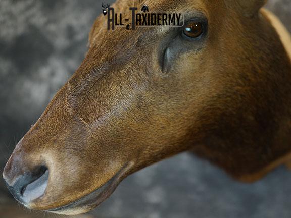 7x6 Elk taxidermy shoulder mount SKU 2333 - Image 4