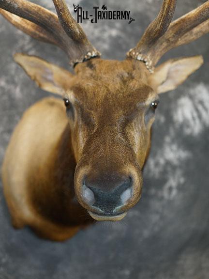 7x6 Elk taxidermy shoulder mount SKU 2333 - Image 3