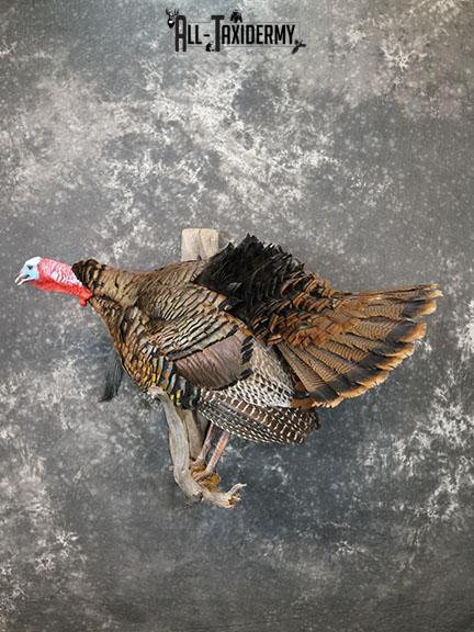 Gobbling Turkey taxidermy mount SKU 2264