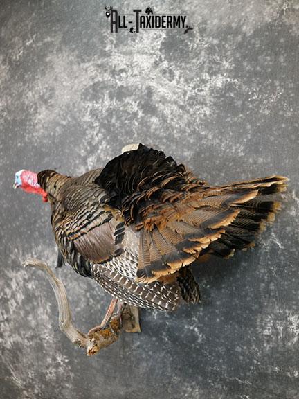 Gobbling Turkey taxidermy mount SKU 2264 - Image 2
