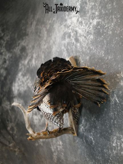 Gobbling Turkey taxidermy mount SKU 2264 - Image 10