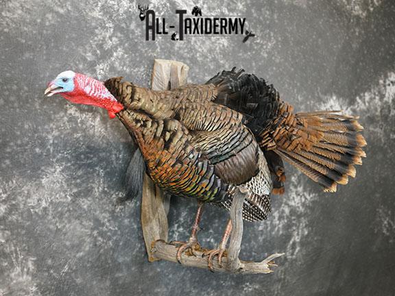 Gobbling Turkey taxidermy mount SKU 2264 - Image 9