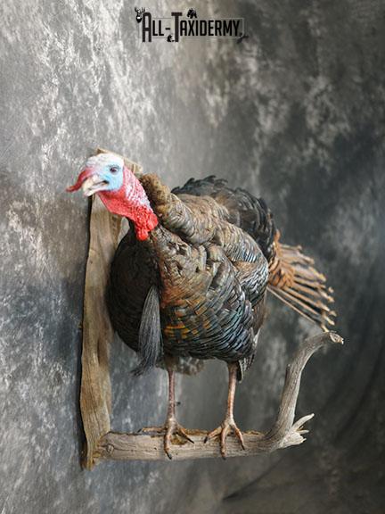 Gobbling Turkey taxidermy mount SKU 2264 - Image 8