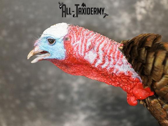 Gobbling Turkey taxidermy mount SKU 2264 - Image 7
