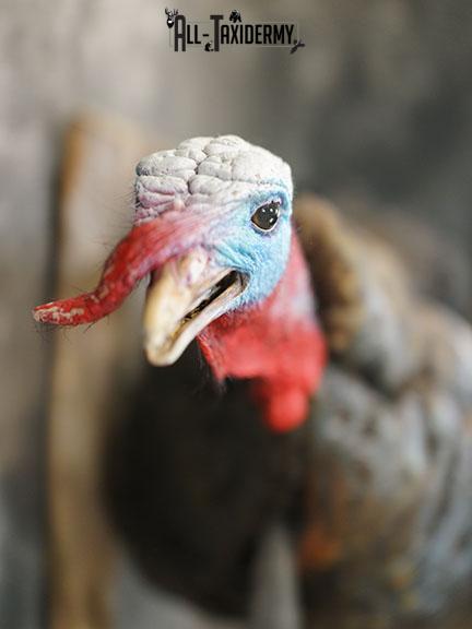 Gobbling Turkey taxidermy mount SKU 2264 - Image 6