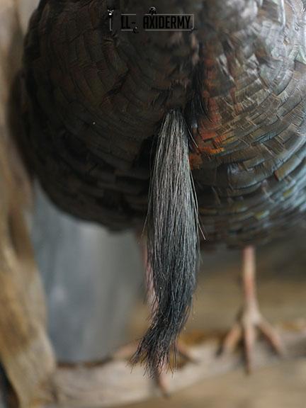 Gobbling Turkey taxidermy mount SKU 2264 - Image 5