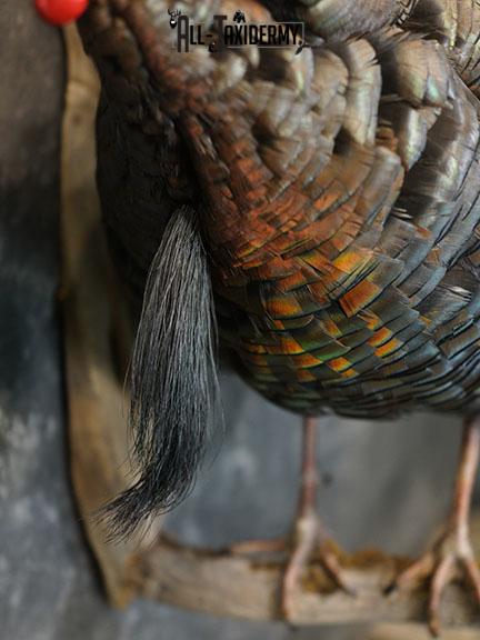 Gobbling Turkey taxidermy mount SKU 2264 - Image 4