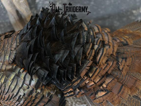 Gobbling Turkey taxidermy mount SKU 2264 - Image 3