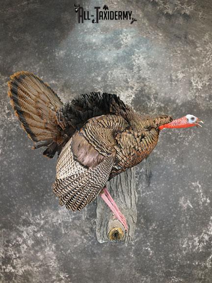 Eastern Turkey Gobbling on Limb Taxidermy Mount SKU 2277