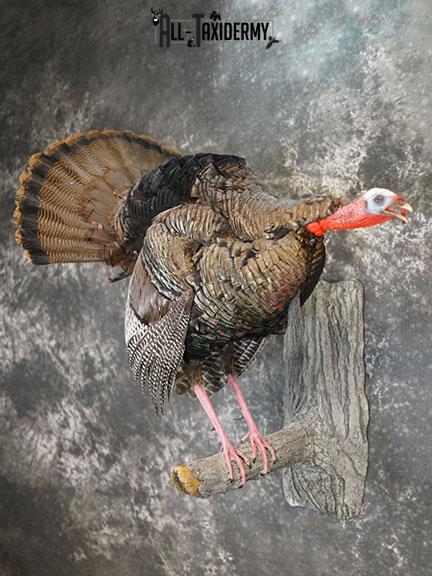 Eastern Turkey Gobbling on Limb Taxidermy Mount SKU 2277 - Image 2