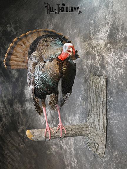 Eastern Turkey Gobbling on Limb Taxidermy Mount SKU 2277 - Image 9