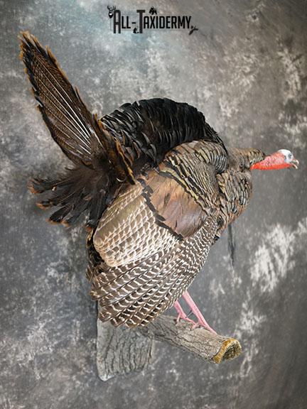 Eastern Turkey Gobbling on Limb Taxidermy Mount SKU 2277 - Image 8
