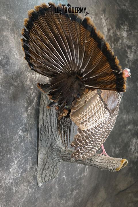 Eastern Turkey Gobbling on Limb Taxidermy Mount SKU 2277 - Image 7