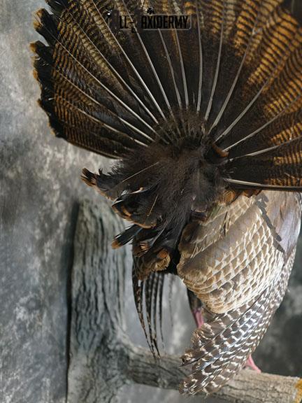 Eastern Turkey Gobbling on Limb Taxidermy Mount SKU 2277 - Image 6