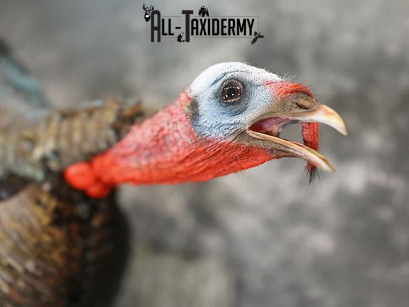 Eastern Turkey Gobbling on Limb Taxidermy Mount SKU 2277 - Image 5