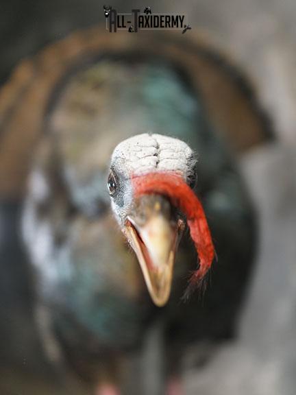 Eastern Turkey Gobbling on Limb Taxidermy Mount SKU 2277 - Image 4