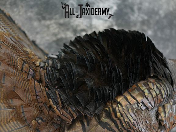 Eastern Turkey Gobbling on Limb Taxidermy Mount SKU 2277 - Image 3