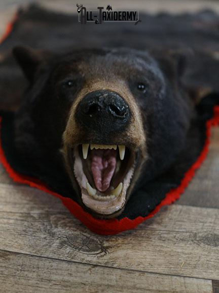 Black bear taxidermy rug SKU 2235 - Image 5