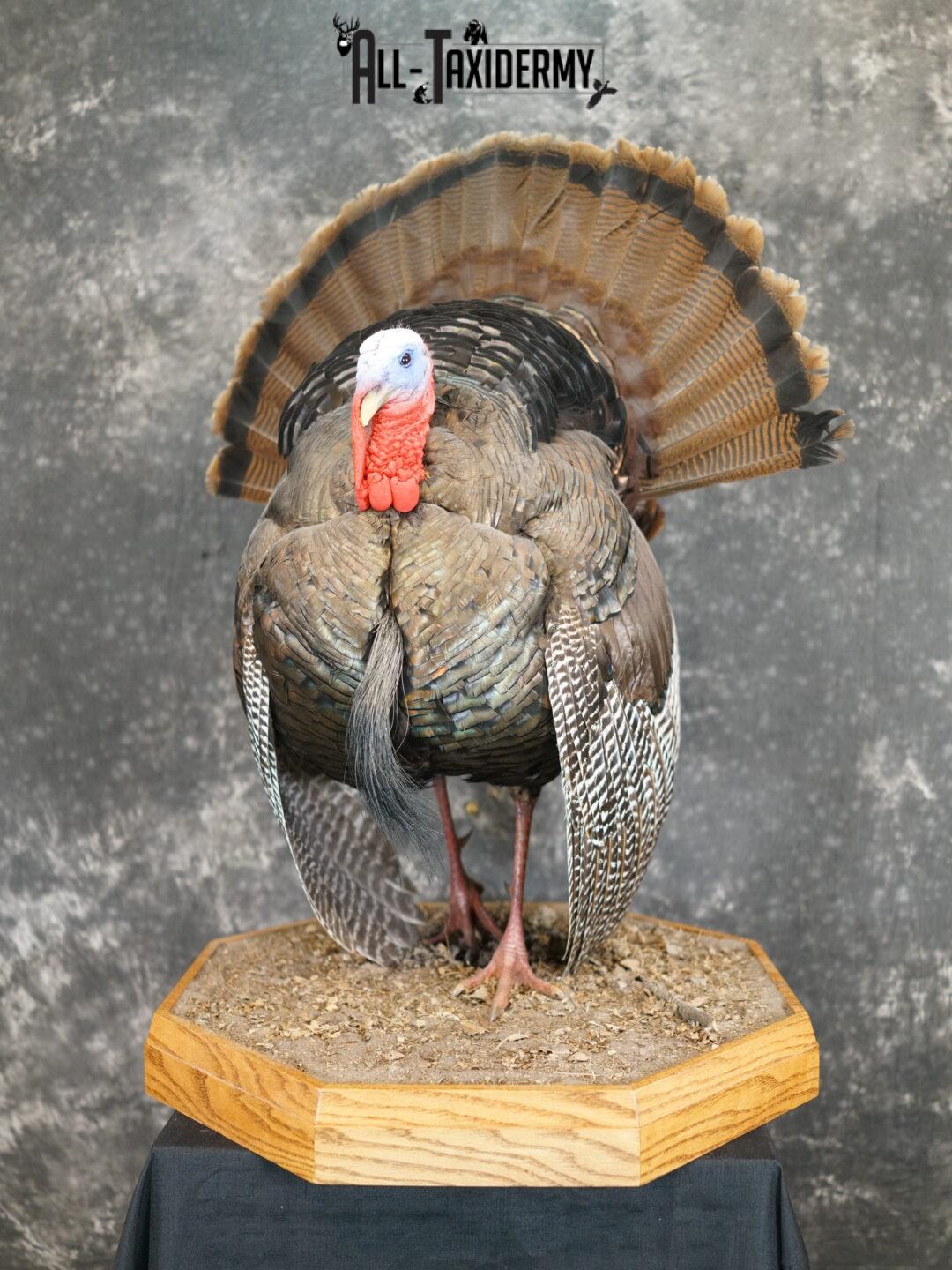 Turkey taxidermy mount SKU 2253 - Image 12