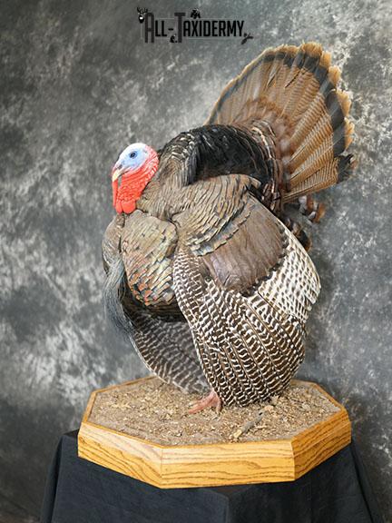 Turkey taxidermy mount SKU 2253 - Image 11