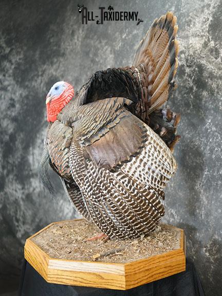 Turkey taxidermy mount SKU 2253 - Image 10