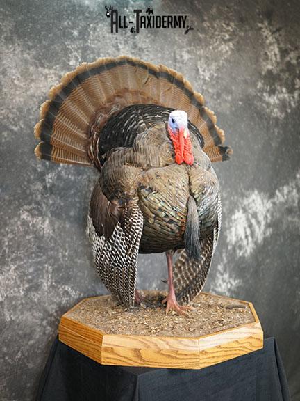 Turkey taxidermy mount SKU 2253