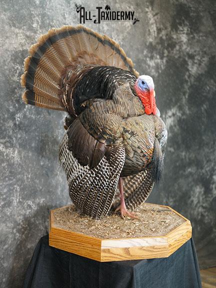 Turkey taxidermy mount SKU 2253 - Image 8