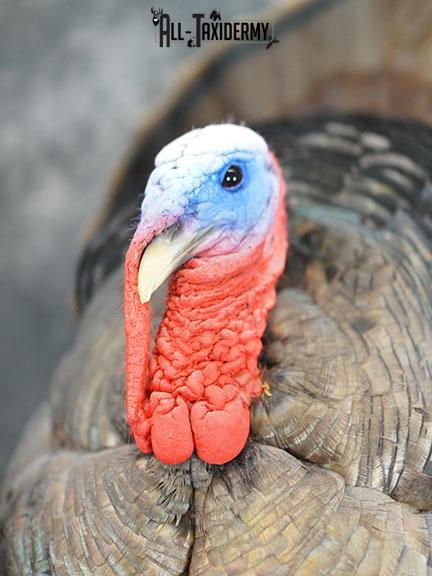 Turkey taxidermy mount SKU 2253 - Image 7