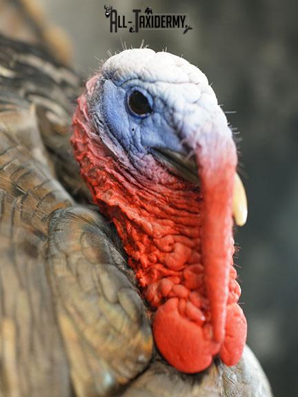 Turkey taxidermy mount SKU 2253 - Image 6