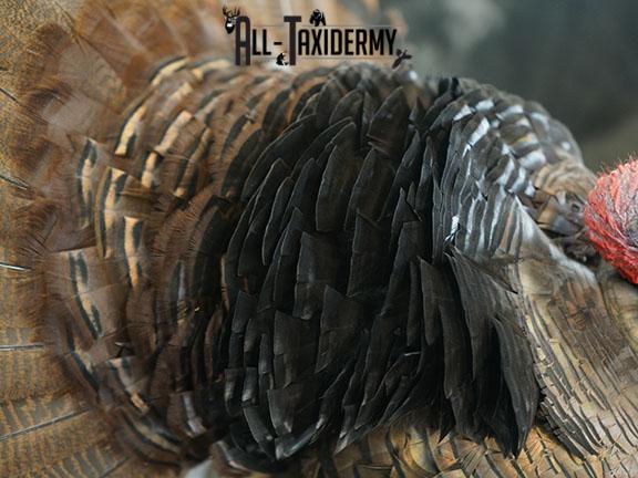 Turkey taxidermy mount SKU 2253 - Image 5