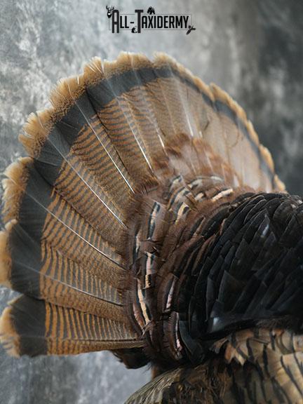 Turkey taxidermy mount SKU 2253 - Image 4