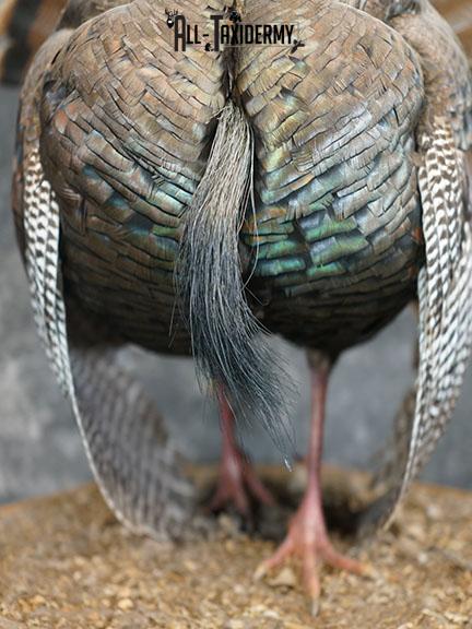 Turkey taxidermy mount SKU 2253 - Image 3