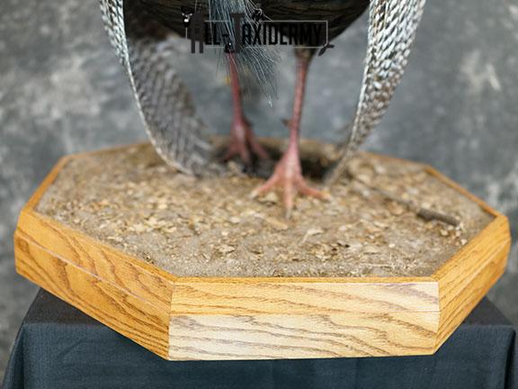 Turkey taxidermy mount SKU 2253 - Image 2