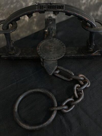 #5 Newhouse bear trap SKU 2307