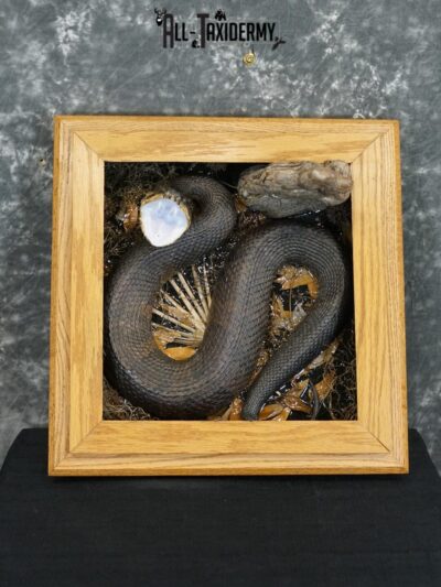 Cottonmouth water moccasin taxidermy snake mount SKU 2305