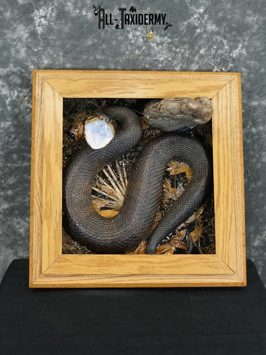 Cottonmouth water moccasin taxidermy snake mount SKU 2305