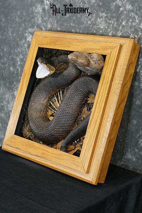 Cottonmouth water moccasin taxidermy snake mount SKU 2305 - Image 10