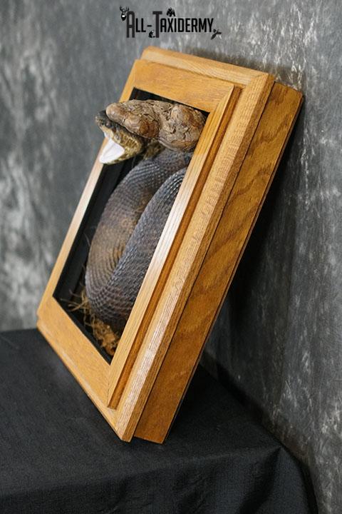 Cottonmouth water moccasin taxidermy snake mount SKU 2305 - Image 9