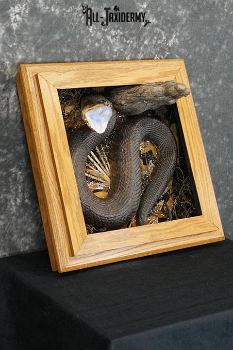 Cottonmouth water moccasin taxidermy snake mount SKU 2305 - Image 8