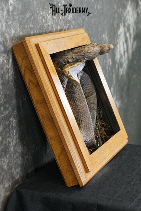Cottonmouth water moccasin taxidermy snake mount SKU 2305 - Image 7