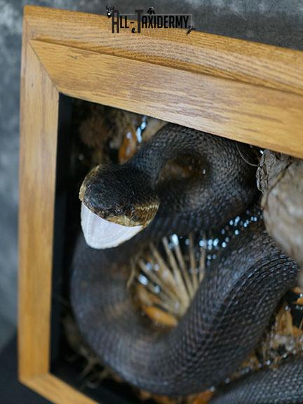 Cottonmouth water moccasin taxidermy snake mount SKU 2305 - Image 6