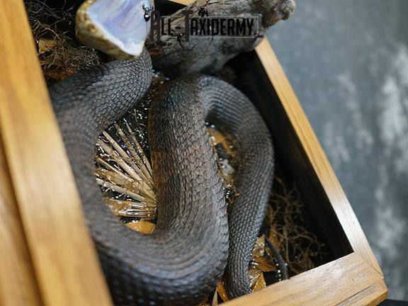 Cottonmouth water moccasin taxidermy snake mount SKU 2305 - Image 5