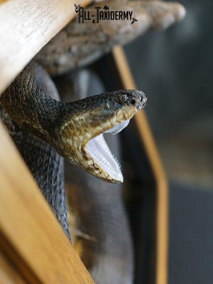 Cottonmouth water moccasin taxidermy snake mount SKU 2305 - Image 4
