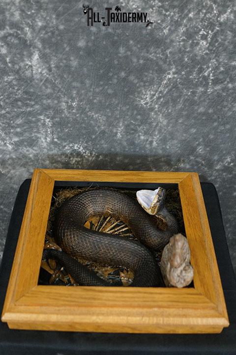 Cottonmouth water moccasin taxidermy snake mount SKU 2305 - Image 3