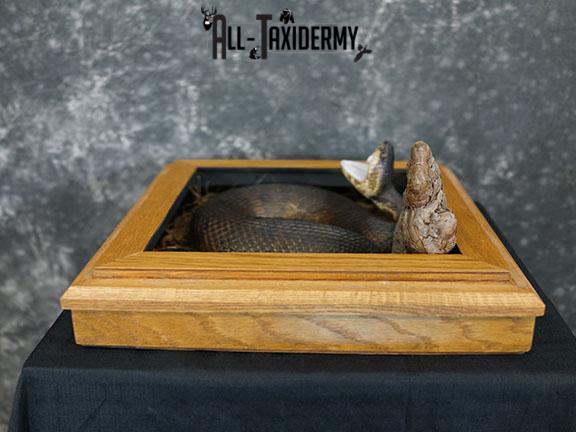 Cottonmouth water moccasin taxidermy snake mount SKU 2305 - Image 2
