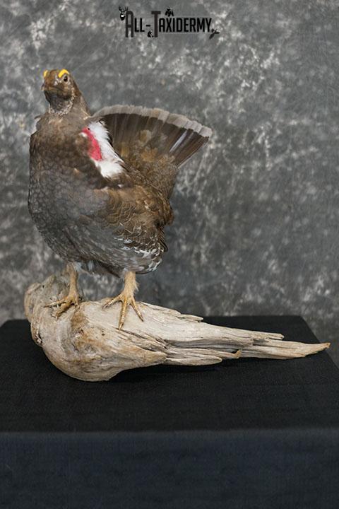 Dusky blue Grouse taxidermy mount SKU 2303 - Image 2