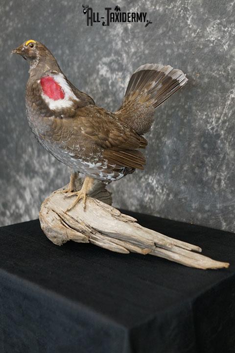 Dusky blue Grouse taxidermy mount SKU 2303