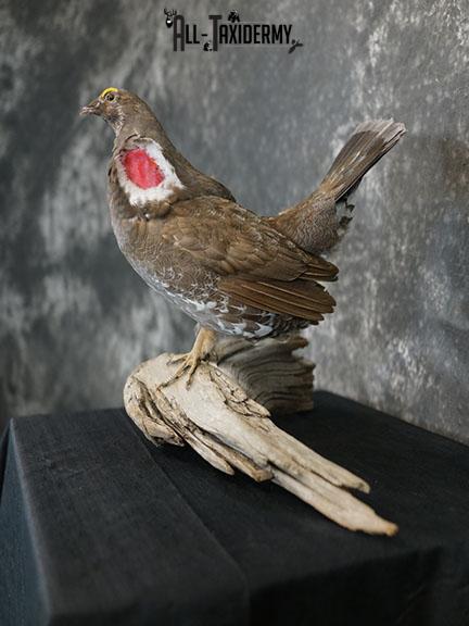 Dusky blue Grouse taxidermy mount SKU 2303 - Image 8