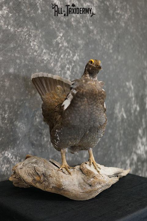 Dusky blue Grouse taxidermy mount SKU 2303 - Image 7
